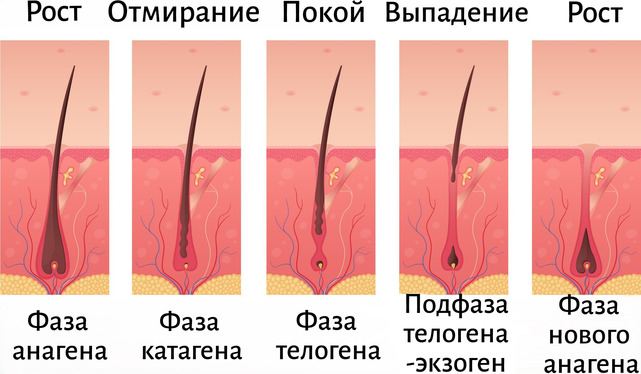 цикл роста волос, фазы роста 