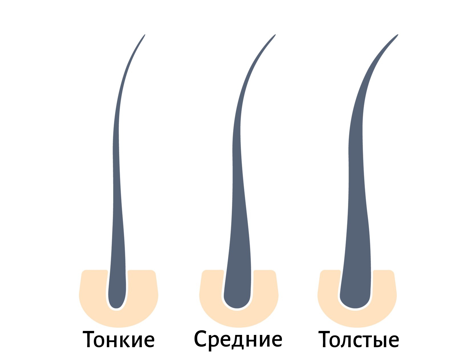 структура и текстура волос