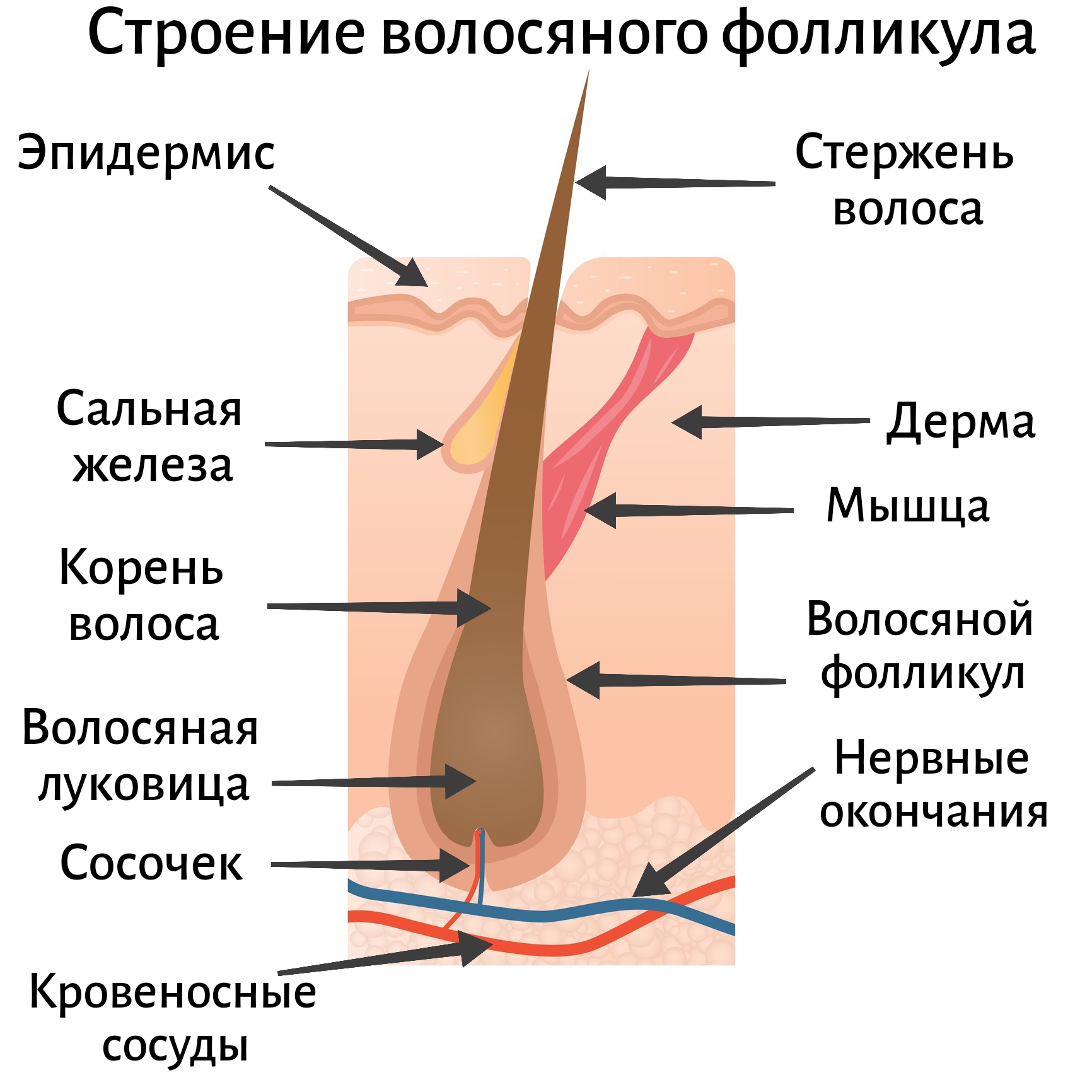 строение волосяного фолликула