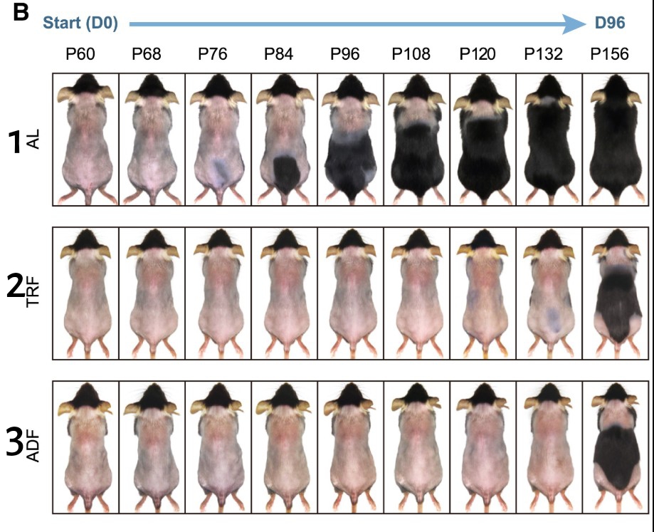 интервальное голодание и волосы