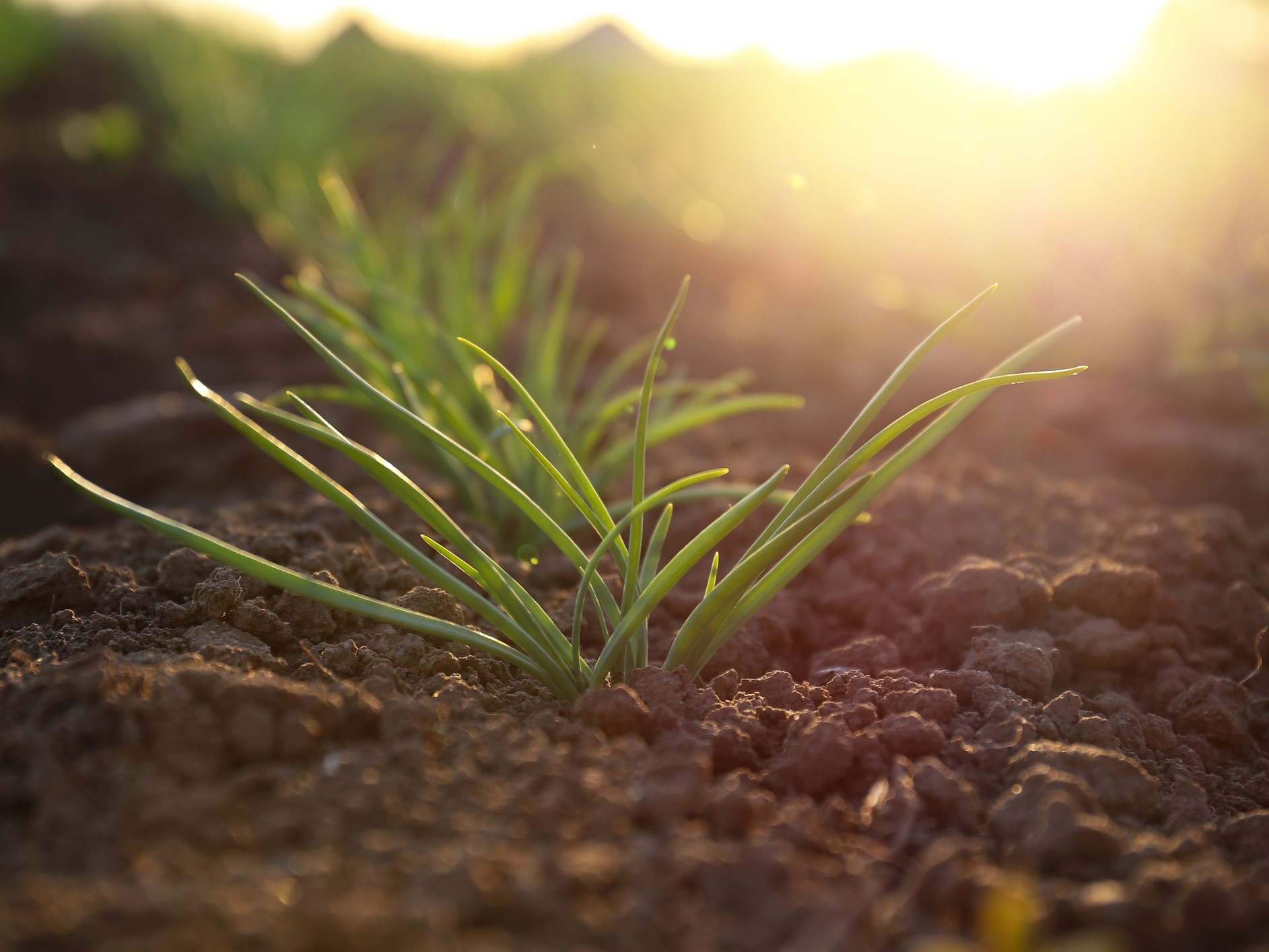 цикл роста волос