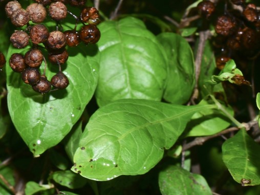 маски с хной для волос