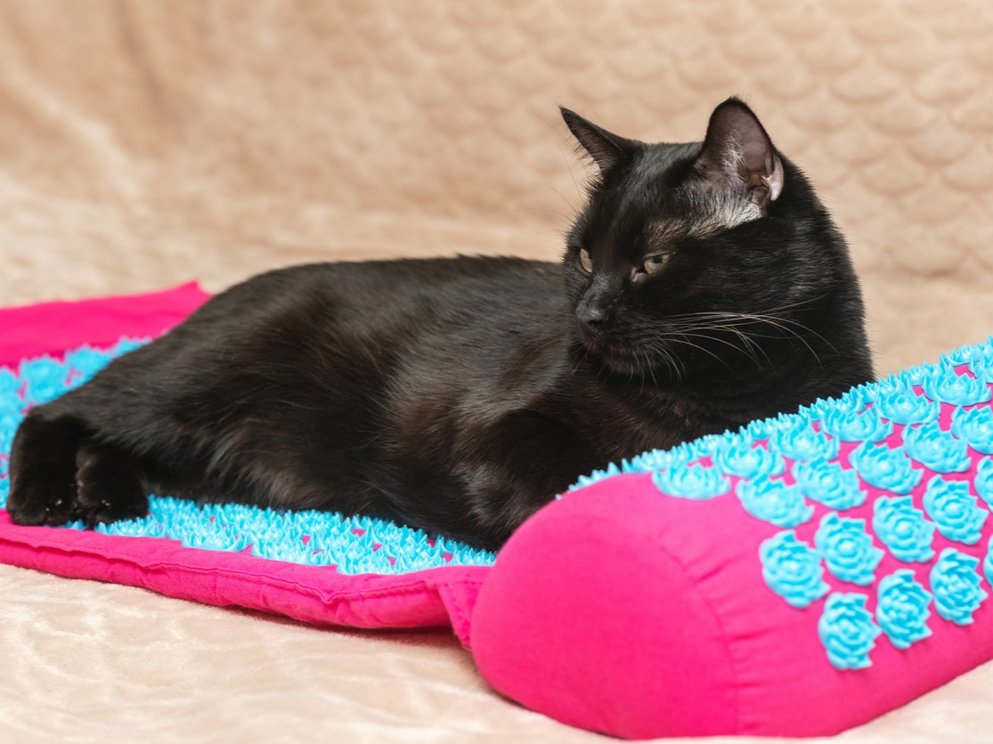 коврик Кузнецова для шеи и спины