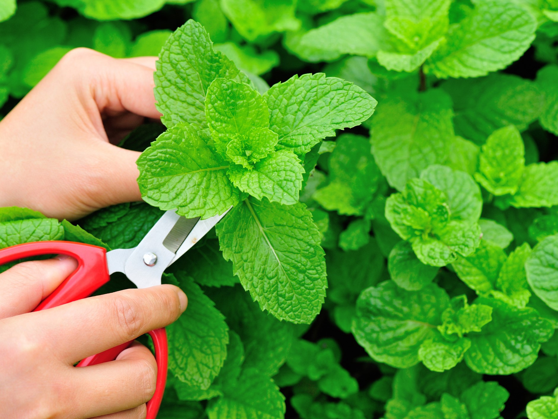 мята трава-фитоэстроген