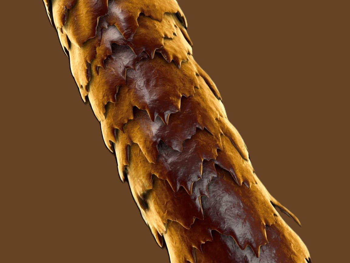 пористость волос