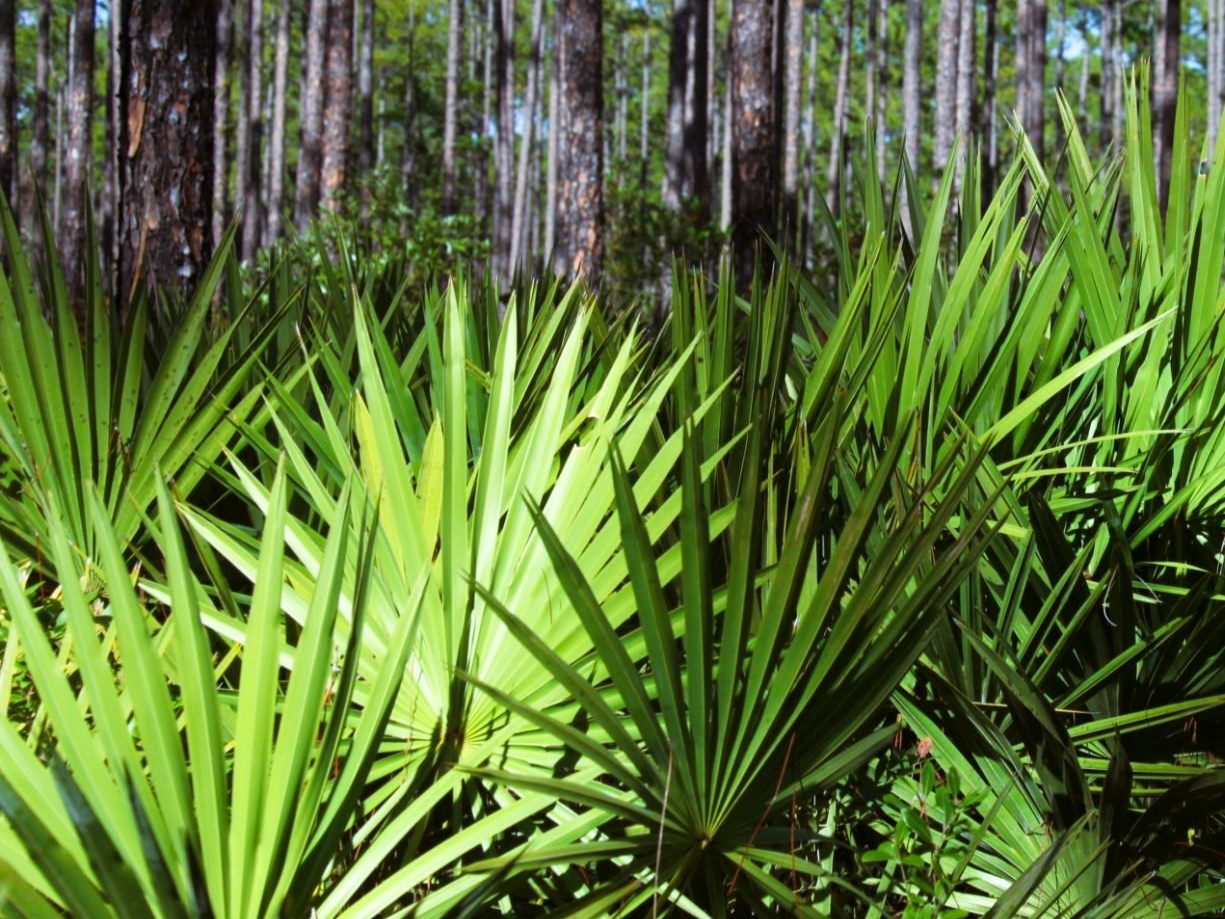 СЕРЕНОА (Saw Palmetto)