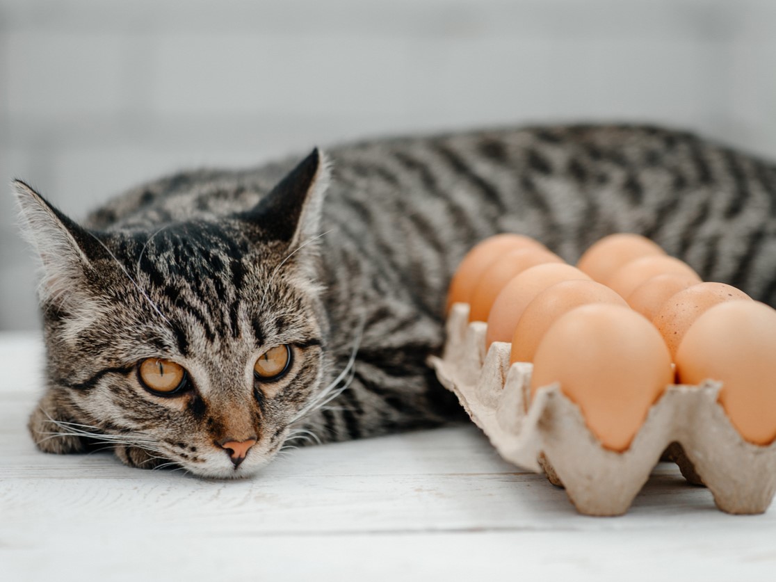 яичные маски для волос